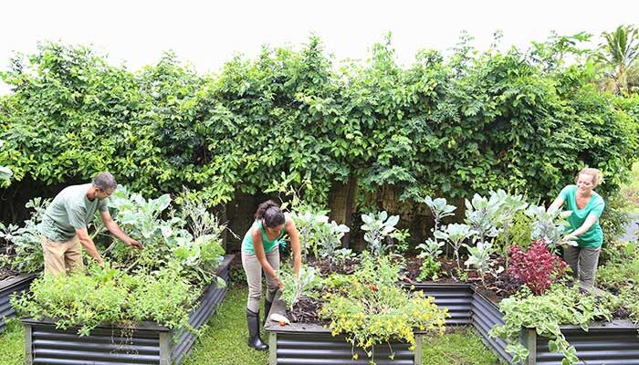 Community garden